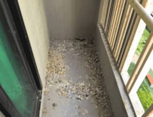 Pulizia guano piccioni condominio